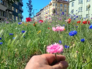 Pronájem bytu 2+kk, Praha - Nusle, K podjezdu, 48 m2