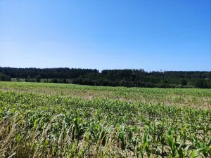 Prodej pozemku, Černovice - Panské Mlýny, 4180 m2