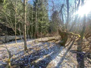 Prodej pole, Čachrov - Javorná, 10377 m2