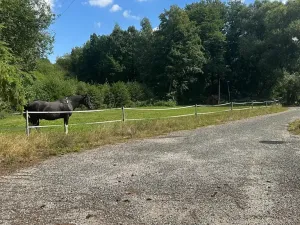 Prodej ubytování, Bílé Poličany, 1000 m2