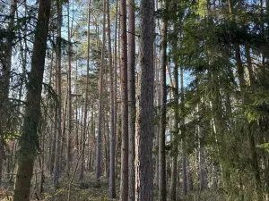 Prodej lesa, Slabčice, 1899 m2