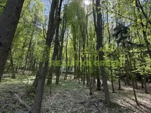 Prodej lesa, Želechovice nad Dřevnicí, Přílucká, 8588 m2