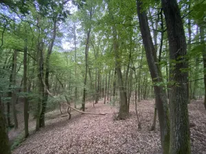 Prodej lesa, Vráž, 3233 m2