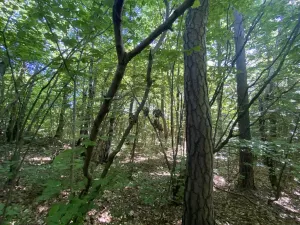 Prodej lesa, Svébohov, 239 m2
