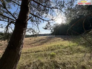 Prodej lesa, Háje, 4000 m2