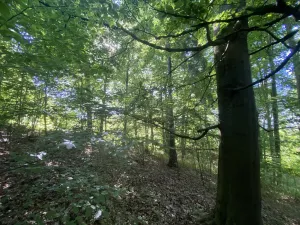 Prodej lesa, Svébohov, 3625 m2