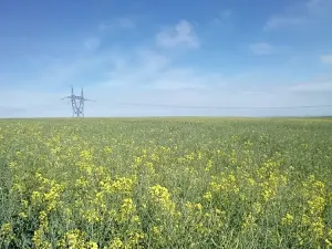 Dražba pole, Přišimasy, 11854 m2
