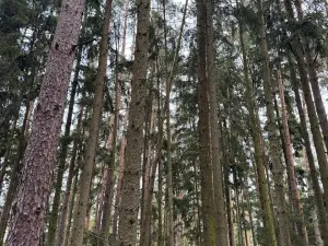Prodej lesa, Chrášťany, 2788 m2