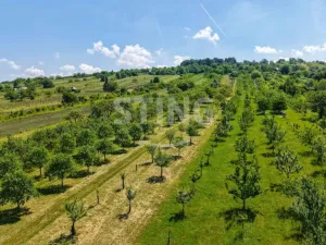 Prodej sadu/vinice, Strážnice, 4353 m2