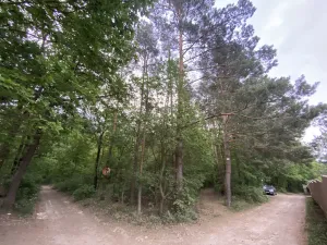 Prodej lesa, Vráž, 3233 m2