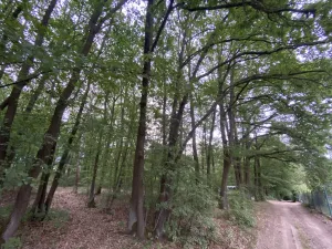Prodej lesa, Vráž, 3233 m2