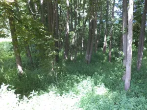 Dražba pozemku, Chodský Újezd, 1046 m2