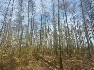 Prodej lesa, Dolní Hořice, 4311 m2