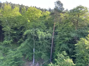 Prodej lesa, Kaly - Zahrada, 58823 m2