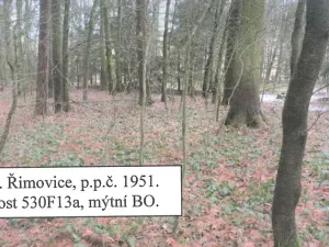 Prodej lesa, Řimovice, 522 m2