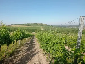 Prodej sadu/vinice, Bavory, 12285 m2