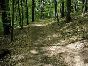 Prodej podílu lesa, Lhotsko, 3236 m2