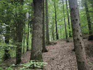 Prodej lesa, Liberec, 10902 m2