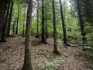 Prodej lesa, Liberec, 10902 m2