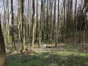 Prodej lesa, Sedlec-Prčice - Sušetice, 8504 m2