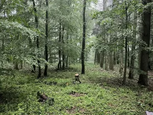 Prodej podílu lesa, Pustiměř, 1292 m2