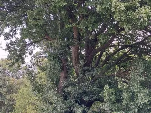 Prodej lesa, Rožmitál pod Třemšínem, 3871 m2