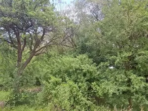 Prodej lesa, Rožmitál pod Třemšínem, 3871 m2