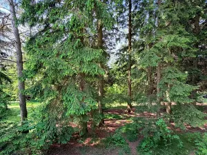 Prodej chaty, Borová, 53 m2