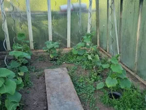 Prodej chaty, Hradec Králové - Plácky, Zahrádkářská osada U Labe, 38 m2