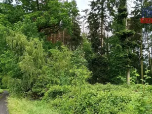 Prodej lesa, Spáňov, 24210 m2