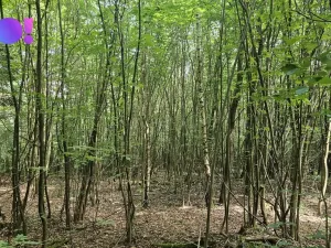 Prodej lesa, Valašská Polanka, 14596 m2