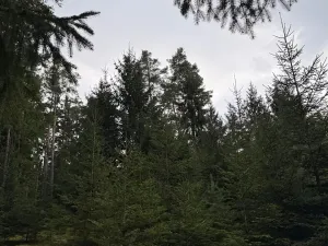 Prodej lesa, Všemyslice, 12022 m2