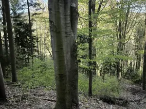 Prodej podílu lesa, Zděchov, 5288 m2