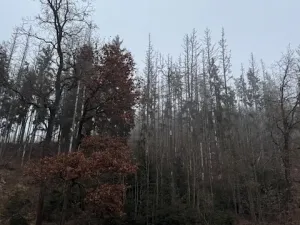 Prodej lesa, Vacov, 24200 m2