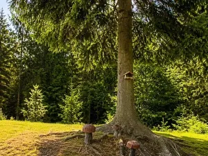 Prodej rodinného domu, Dobřív, 104 m2