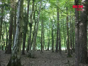 Prodej lesa, Chyňava - Lhotka u Berouna, 7138 m2