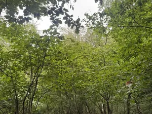 Prodej podílu lesa, Bílina, 2704 m2