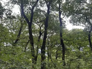Prodej podílu lesa, Bílina, 2704 m2