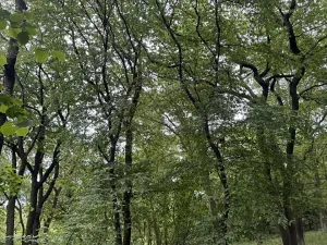 Prodej podílu lesa, Bílina, 2704 m2