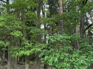 Prodej lesa, Čížkov, 10503 m2