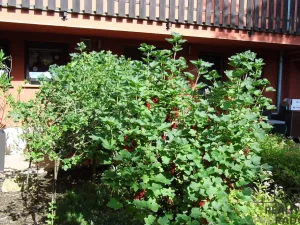 Pronájem bytu 1+kk, Ústí nad Labem, Chotkova, 35 m2