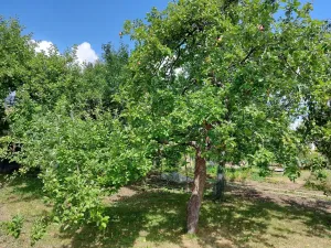 Prodej zahrady, Postřelmov, 383 m2