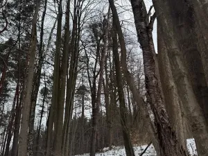 Prodej lesa, Malá Bystřice, 43476 m2