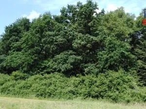 Prodej lesa, Spálené Poříčí - Záluží, 9268 m2