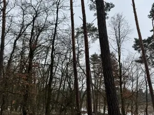 Prodej podílu lesa, Černěves, 892 m2