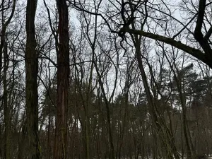 Prodej podílu lesa, Černěves, 2638 m2