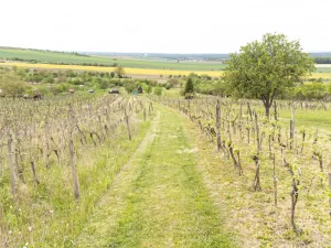 Prodej sadu/vinice, Strážnice, 3526 m2