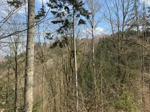 Prodej podílu lesa, Železný Brod, 11060 m2