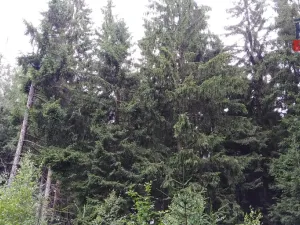 Prodej lesa, Mnichov - Vranov, 6298 m2