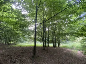 Prodej louky, Olbramice, 1547 m2